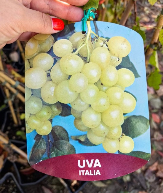 Vita de vie (soi de masa) Italia Vita de vie (soi de masa) Italia