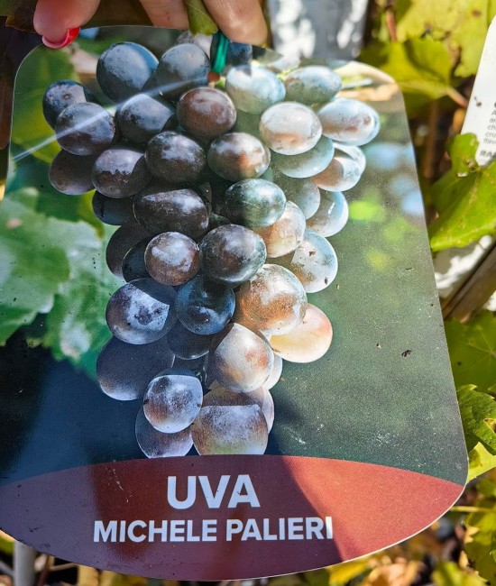 Vita de vie (soi de masa) Michele Palieri Vita de vie (soi de masa) Michele Palieri