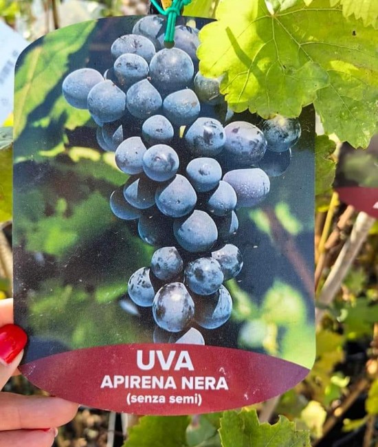 Vita de vie (soi de masa) Apirena Neagra Vita de vie (soi de masa) Apirena Neagra