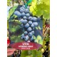 Vita de vie (soi de masa) Apirena Neagra Vita de vie (soi de masa) Apirena Neagra
