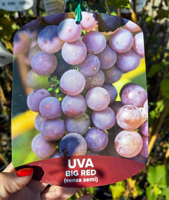 Vita de vie (soi de masa apiren) Big Red Vita de vie (soi de masa apiren) Big Red