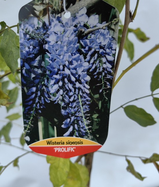 Glicina (wisteria frutescens ) Glicina (wisteria frutescens )