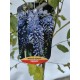 Glicina (wisteria frutescens ) Glicina (wisteria frutescens )