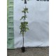 Glicina (wisteria frutescens ) Glicina (wisteria frutescens )