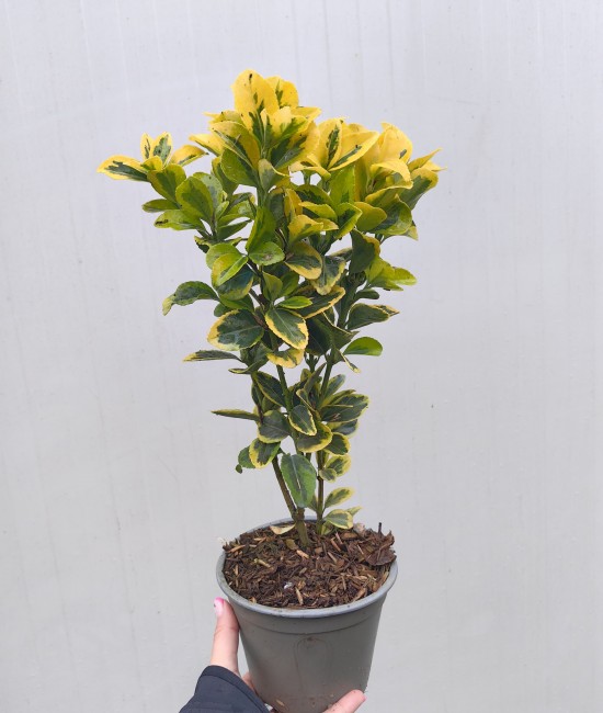 Evonimus aurea (Salba japoneza) Evonimus aurea (Salba japoneza)