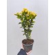 Evonimus aurea (Salba japoneza) Evonimus aurea (Salba japoneza)