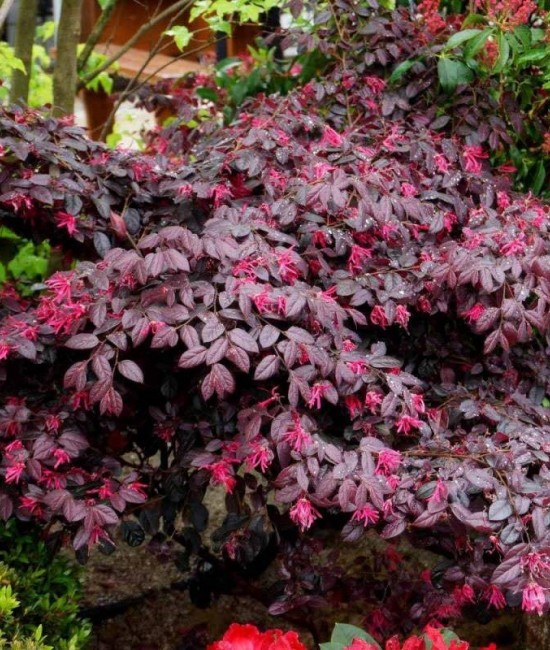 Loropetalum Black Pearl Loropetalum Black Pearl