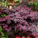 Loropetalum Black Pearl Loropetalum Black Pearl