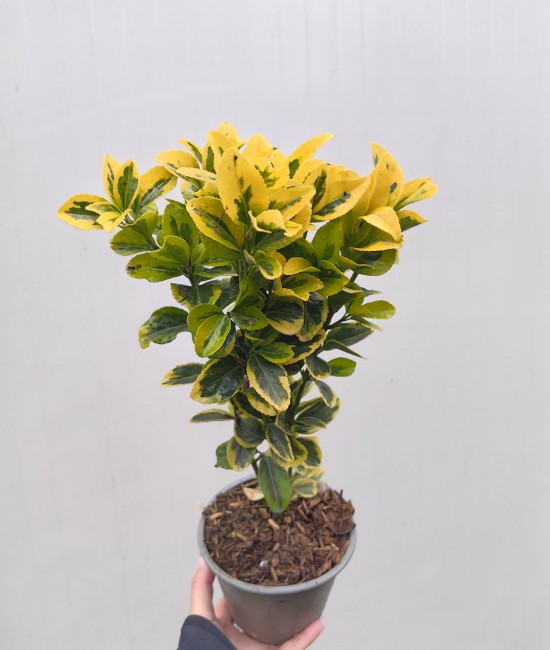 Evonimus aurea (Salba japoneza) Evonimus aurea (Salba japoneza)
