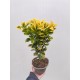 Evonimus aurea (Salba japoneza) Evonimus aurea (Salba japoneza)