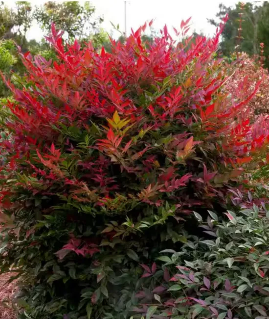 Nandina Obsessed Nandina Obsessed