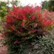 Nandina Obsessed Nandina Obsessed