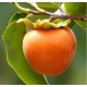 Kaki Tipo pe rod (radacina nuda) Kaki Tipo pe rod (radacina nuda)