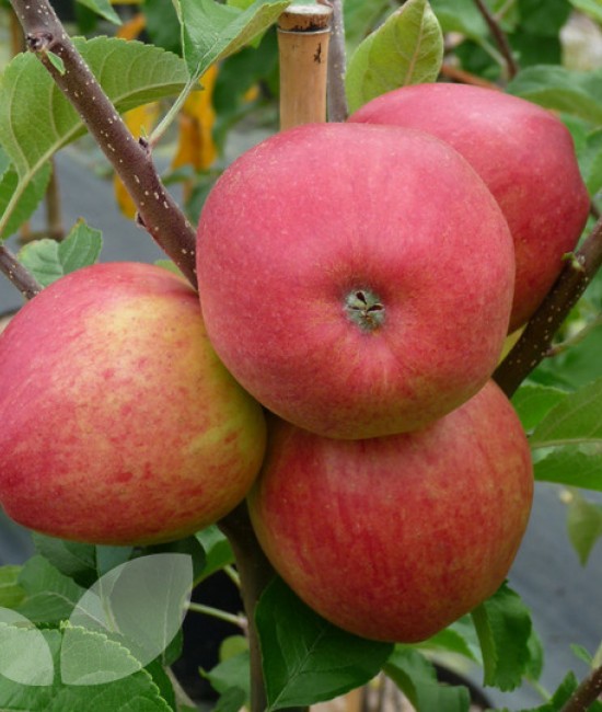 Mar Pinova (radacina nuda)