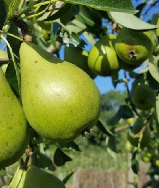 Par Cure (radacina nuda) Par Cure (radacina nuda)