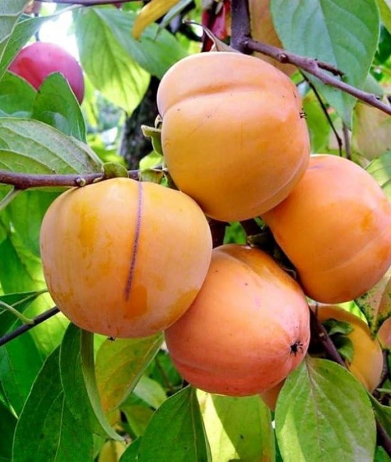 Kaki Vaniglia (radacina nuda) Kaki Vaniglia (radacina nuda)