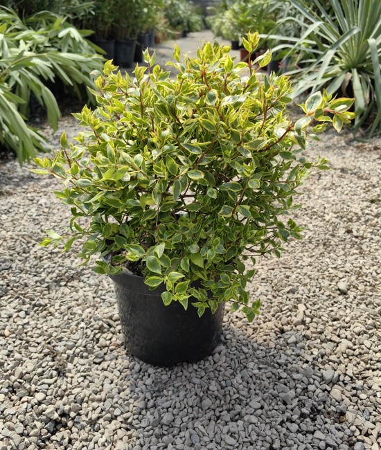 Abelia Abelia