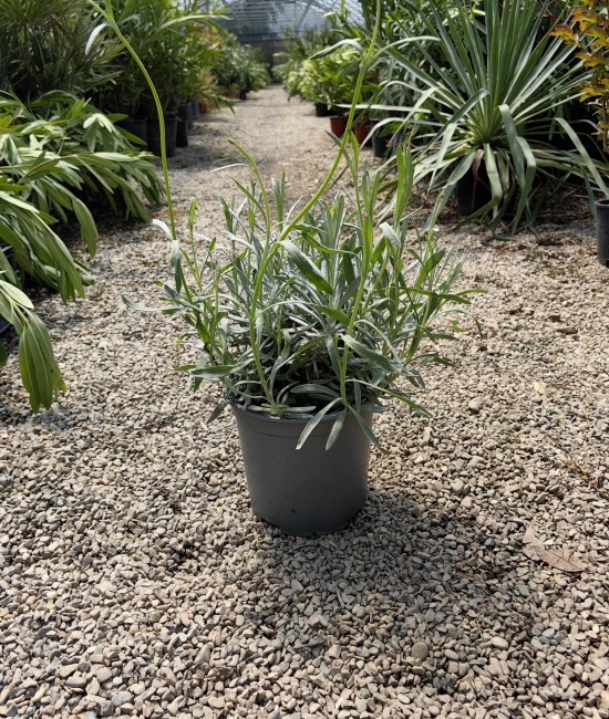 Lavanda Lavanda