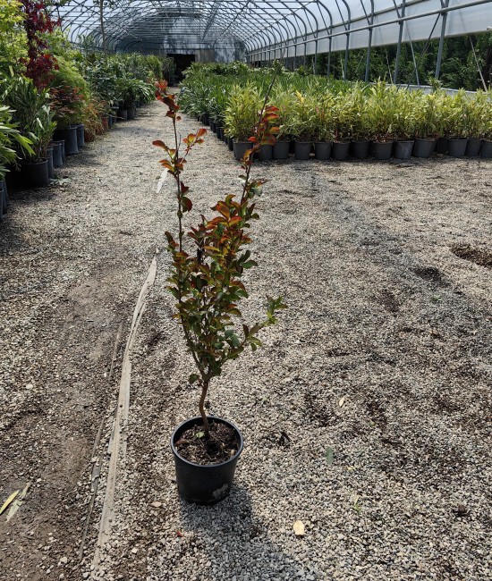 Lagerstroemia rosie (Liliac indian) Lagerstroemia rosie (Liliac indian)