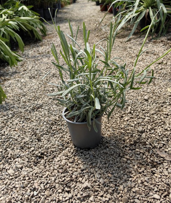 Lavanda Lavanda
